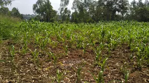 Residential Plot