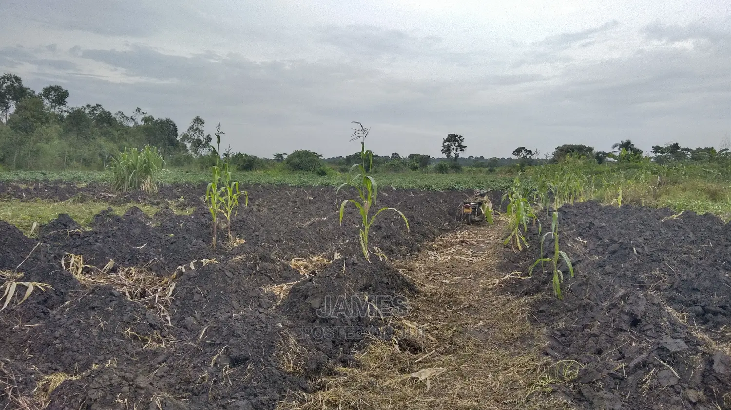 Farmland for Sale