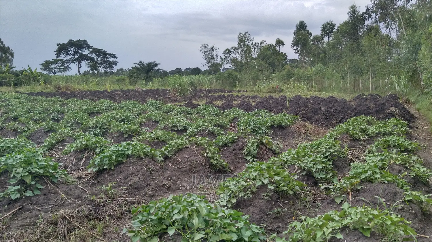 Farmland for Sale