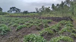 Farmland for Sale