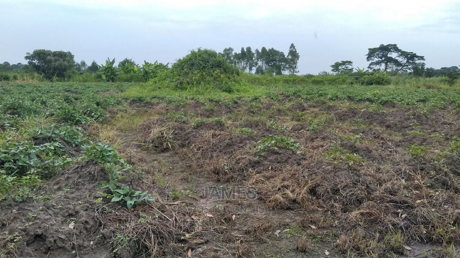 Farmland for Sale