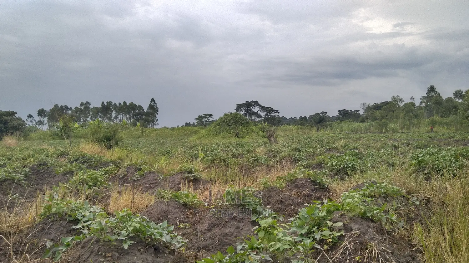 Farmland for Sale