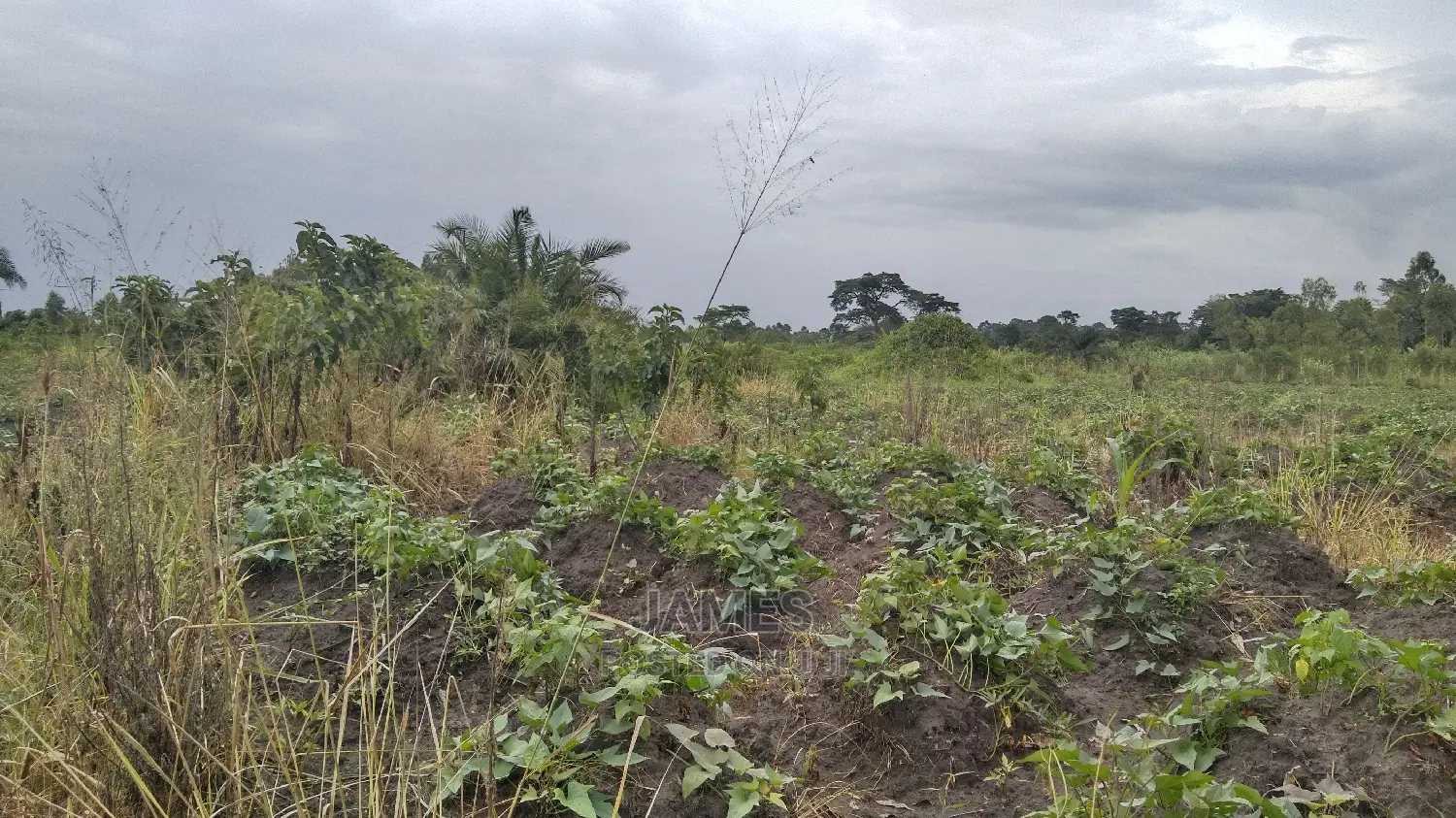 Farmland for Sale
