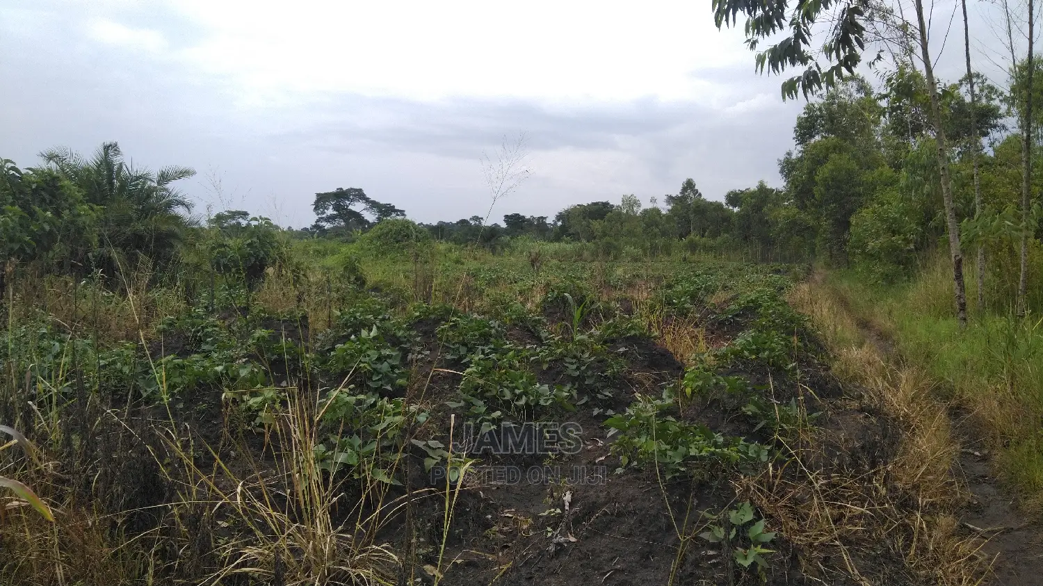Farmland for Sale