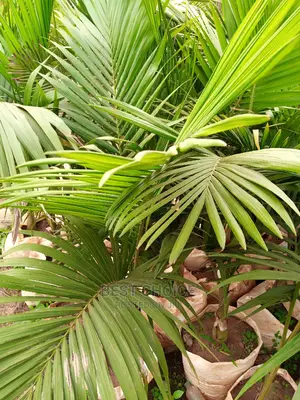 Sisal, Monstella, Palms, Beautiful Flowers, Beautiful Plants