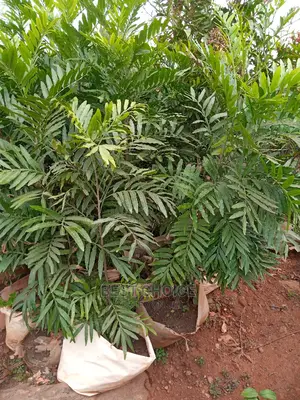 Sisal, Monstella, Palms, Beautiful Flowers, Beautiful Plants