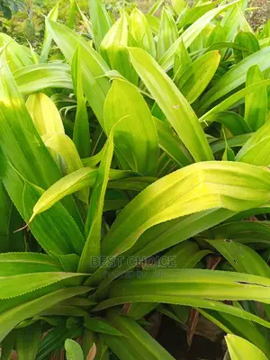 Sisal, Monstella, Palms, Beautiful Flowers, Beautiful Plants