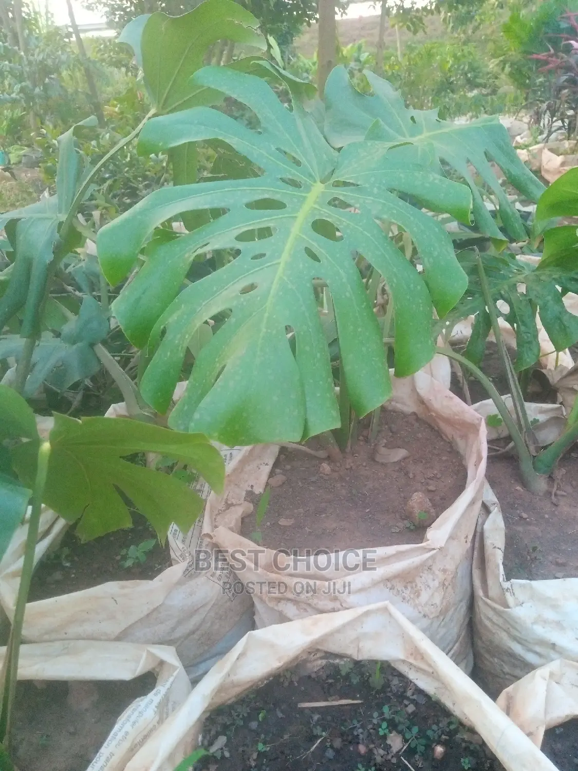 Sisal, Monstella, Palms, Beautiful Flowers, Beautiful Plants
