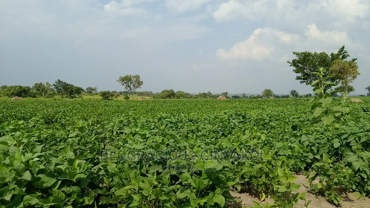 Fertile Farmland for Sale in Northern Uganda