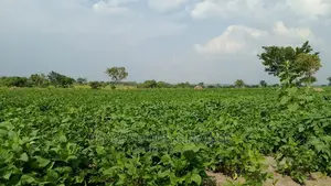 Fertile Farmland for Sale in Northern Uganda