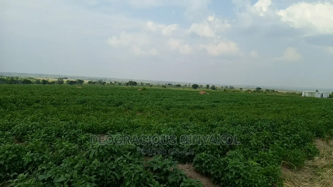 Fertile Farmland for Sale in Northern Uganda