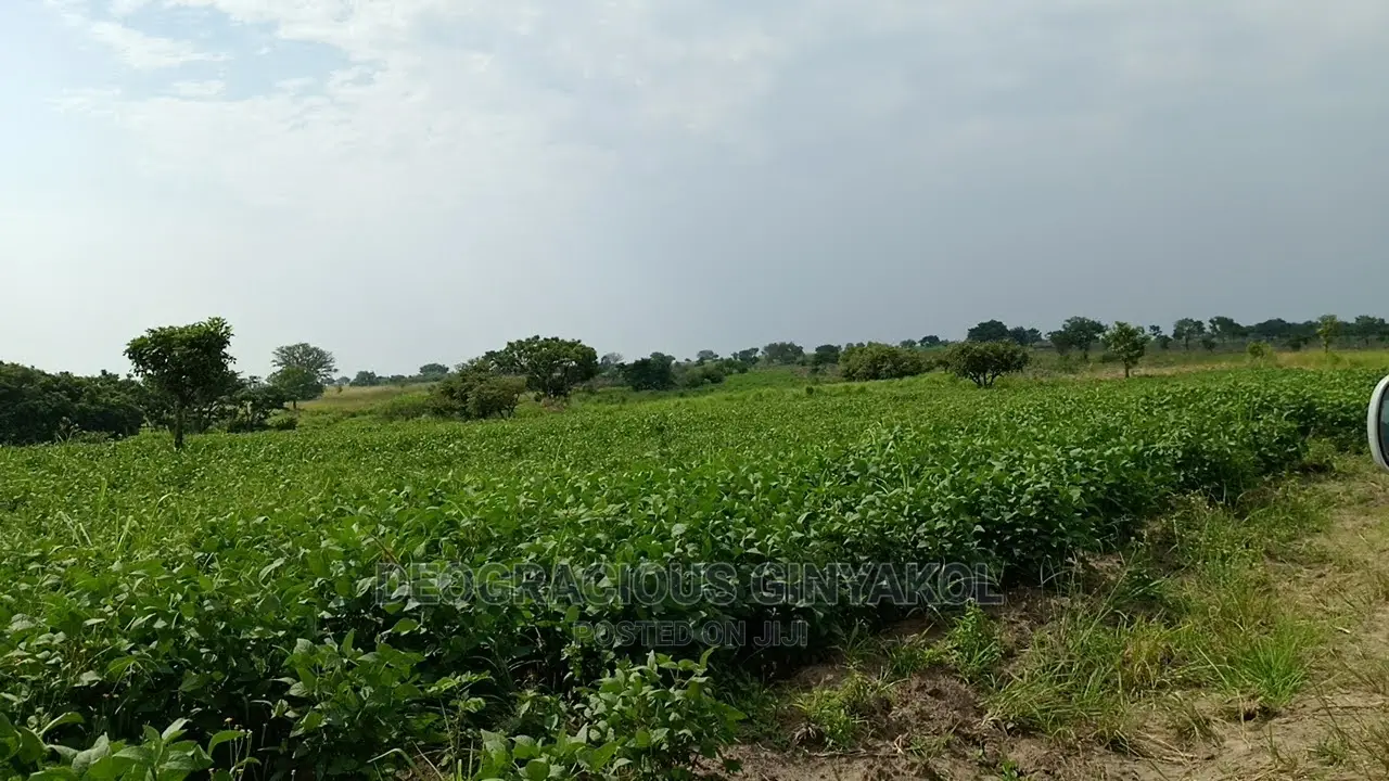 Fertile Farmland for Sale in Northern Uganda