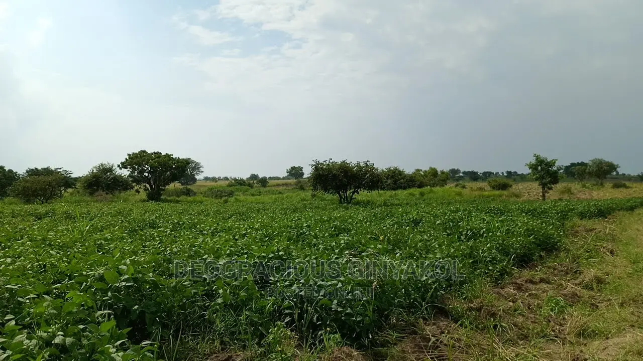 Fertile Farmland for Sale in Northern Uganda