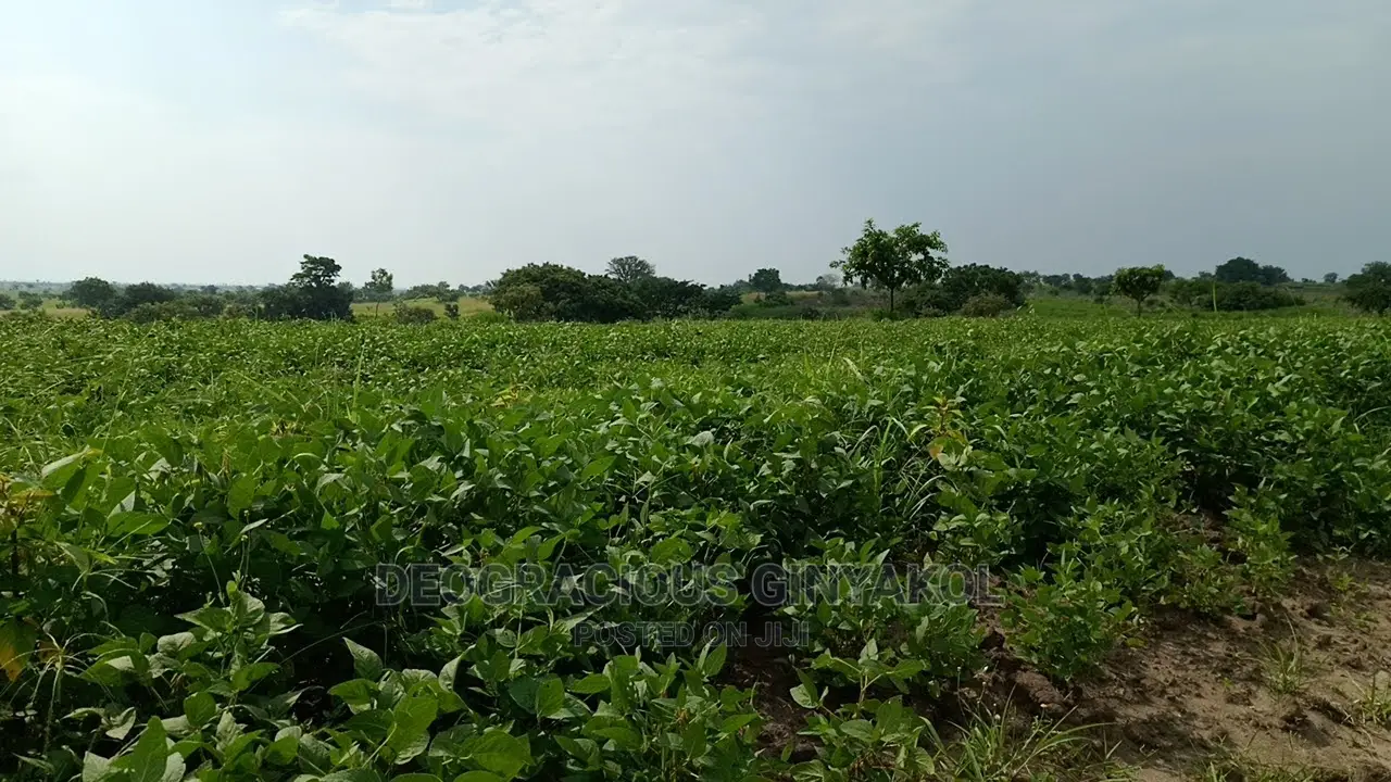 Fertile Farmland for Sale in Northern Uganda