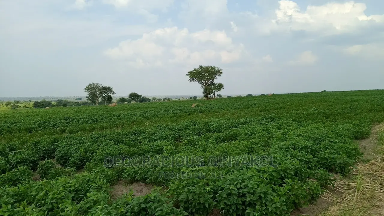 Fertile Farmland for Sale in Northern Uganda