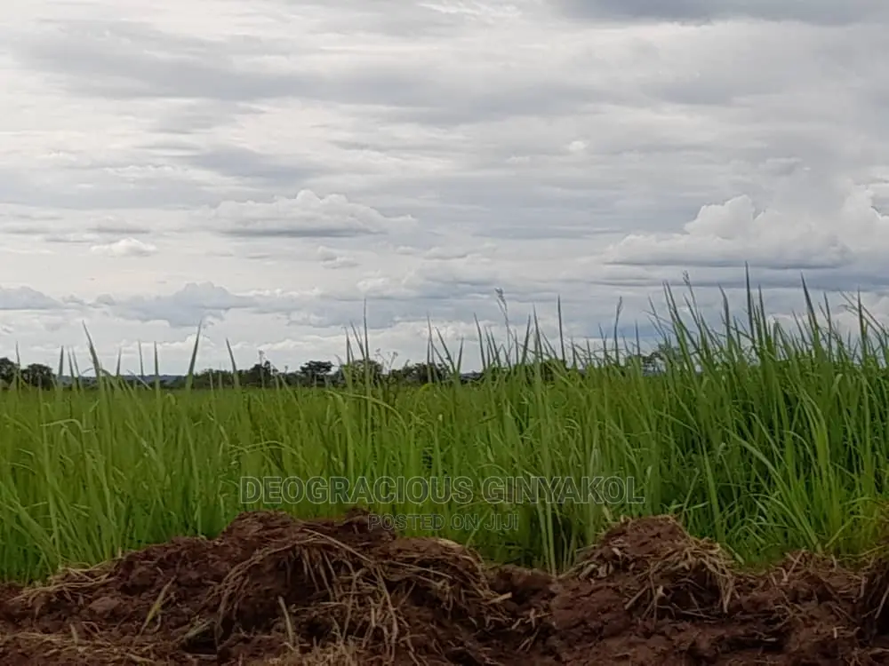 Fertile Farmland for Sale in Northern Uganda