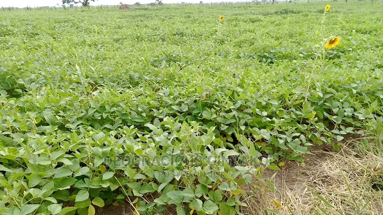 Fertile Farmland for Sale in Northern Uganda