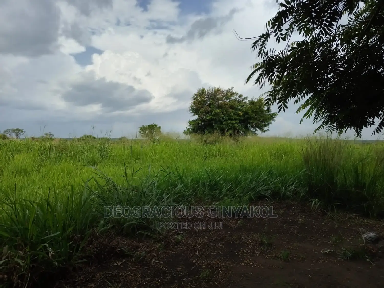 Fertile Farmland for Sale in Northern Uganda