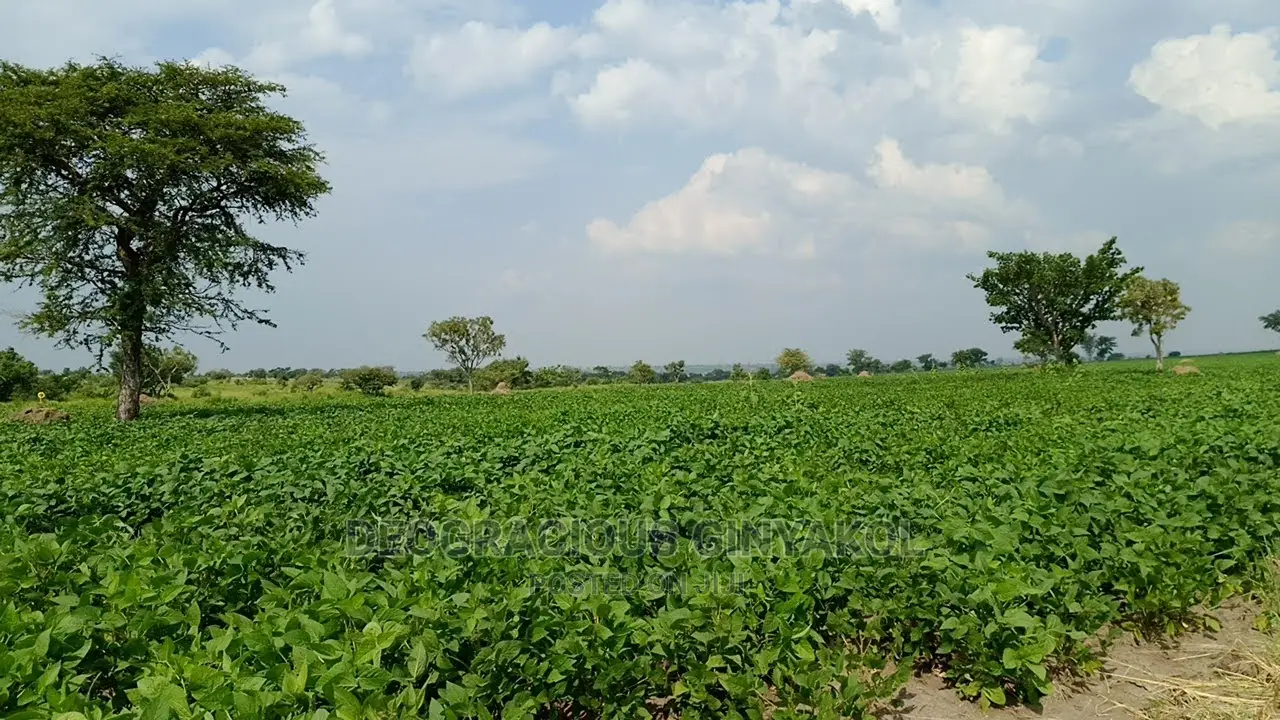 Fertile Farmland for Sale in Northern Uganda