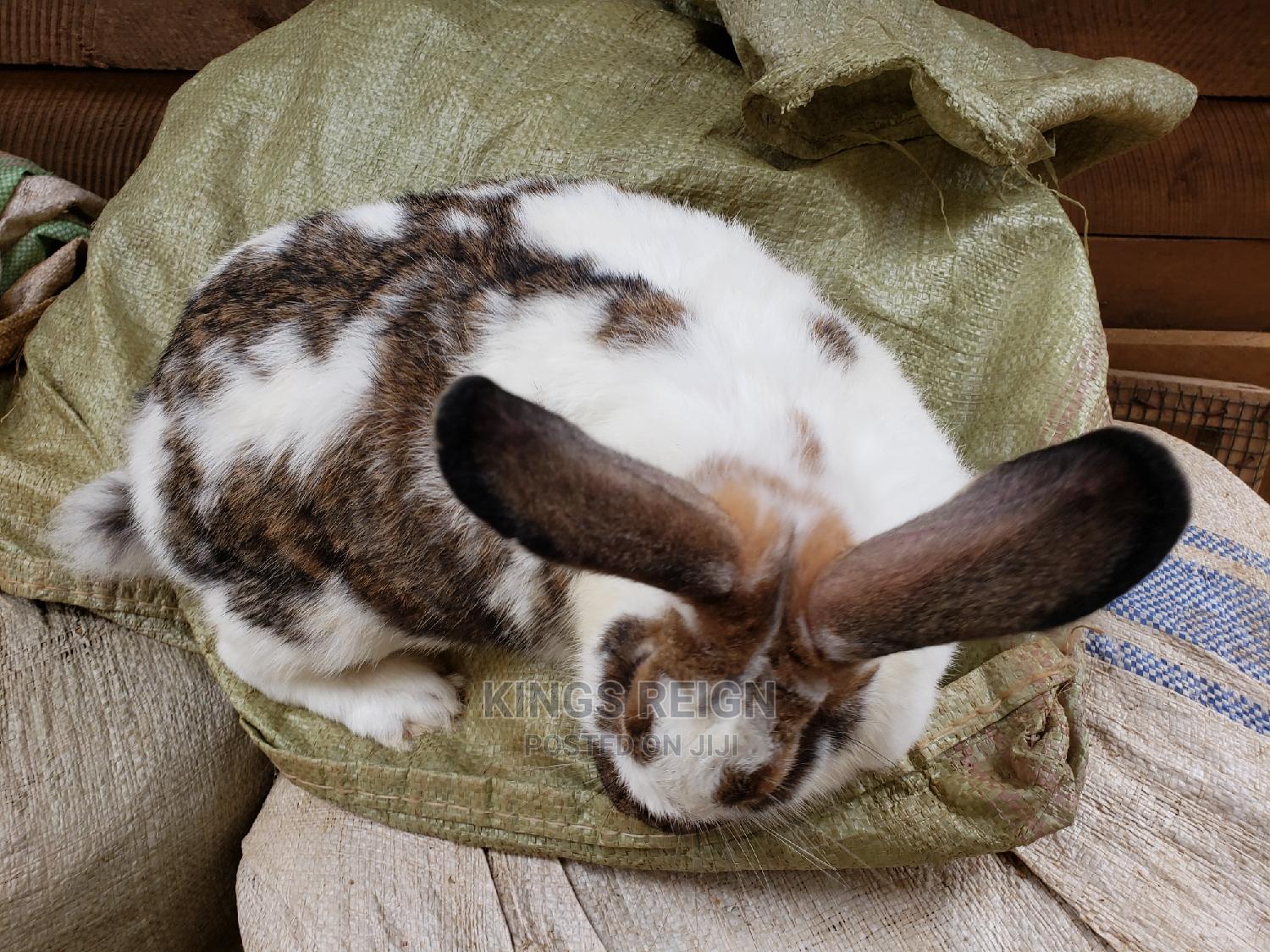 Checkered Giant Rabbits in Kawempe Livestock & Poultry, King Micheal