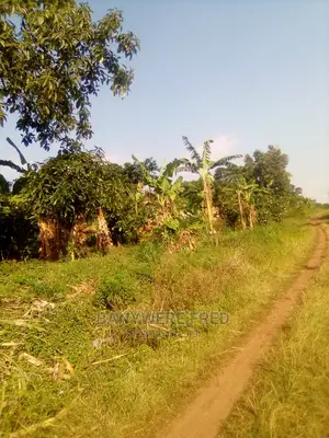 7 Acres Of Farmland For Sale In Manda Lugazi