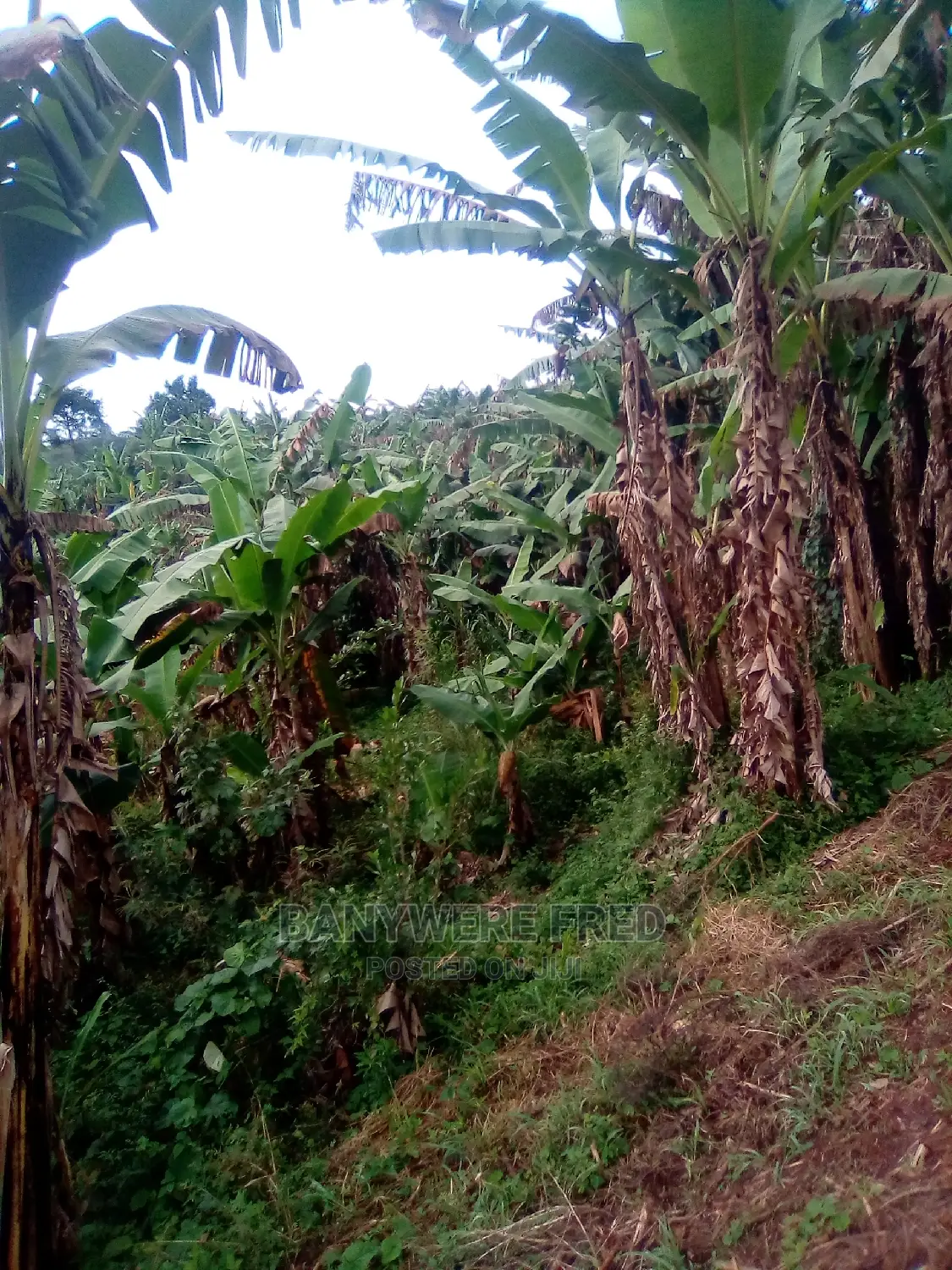 10 Acres Of Farmland For Sale In Nkokojeru