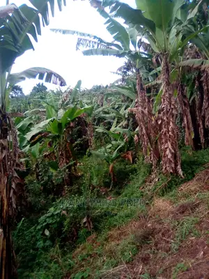 10 Acres Of Farmland For Sale In Nkokojeru