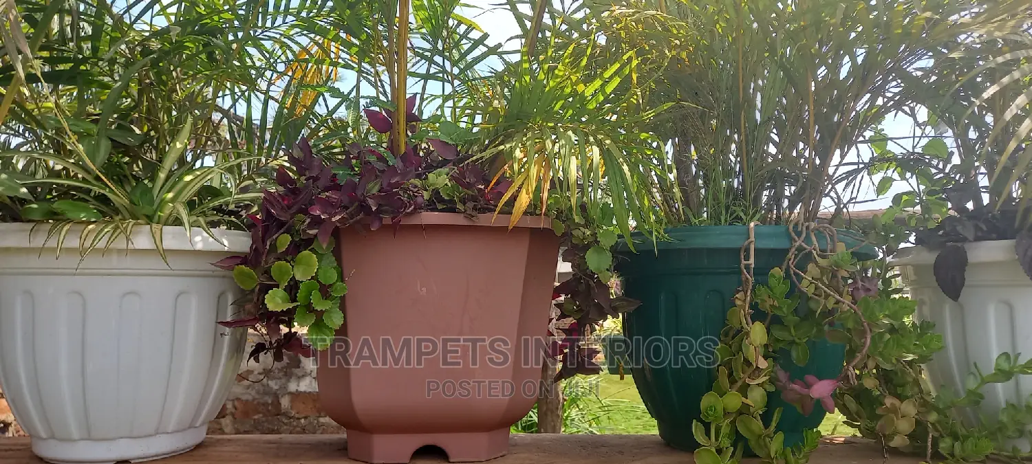 Palm Patio Plants And Flowers