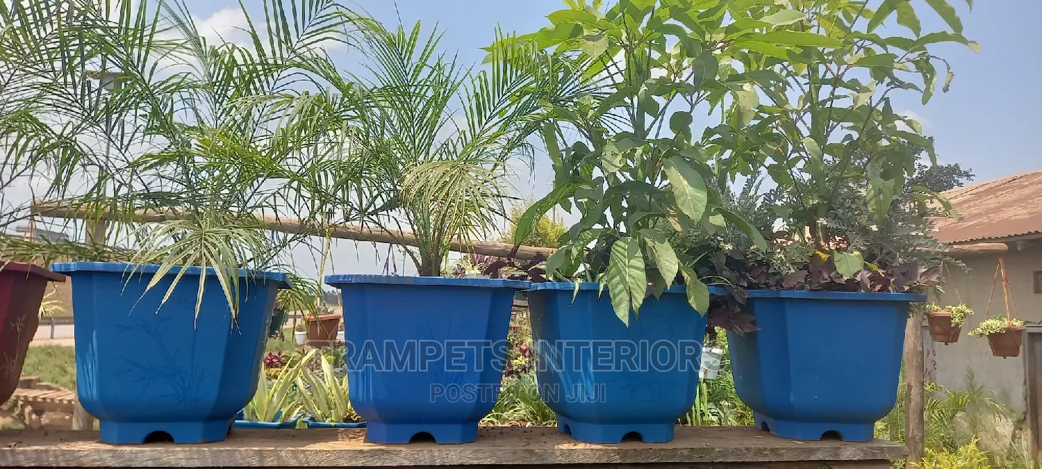 Palm Patio Plants And Flowers