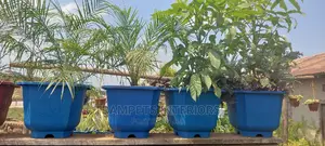 Palm Patio Plants And Flowers