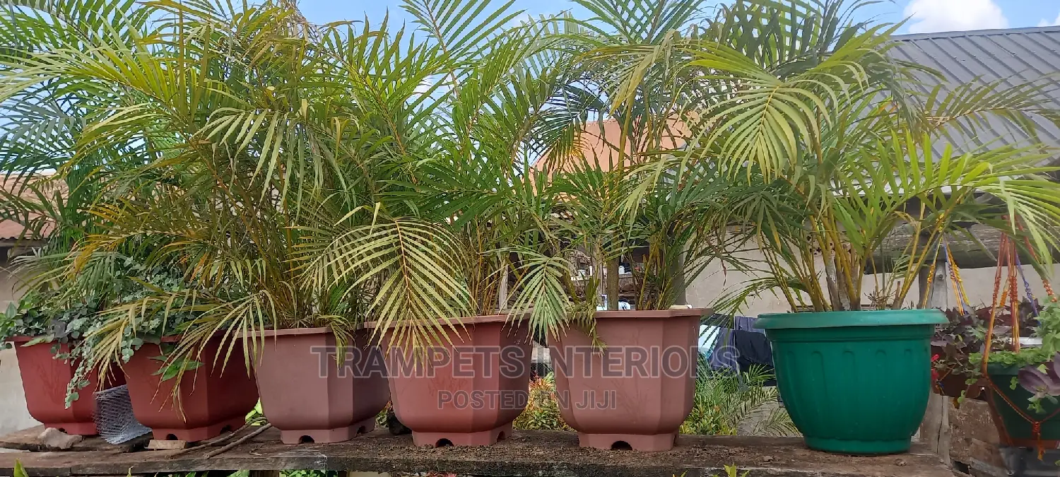 Palm Patio Plants And Flowers