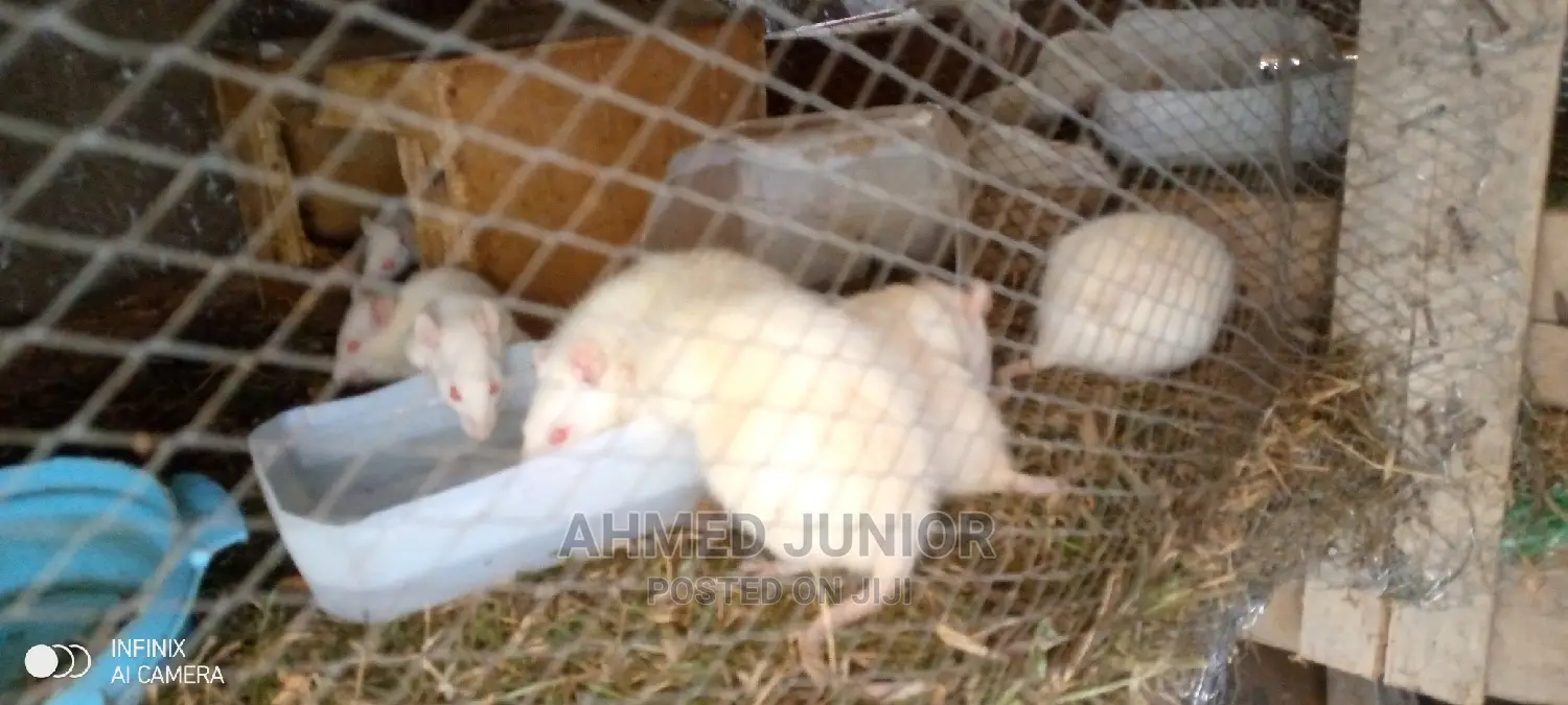 Rat Rearing