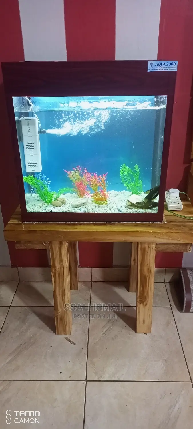 A Nice Looking Aquarium With Best Aquatic Plants in Makindye Fish