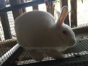 2 Weeks Pregnant Rabbits