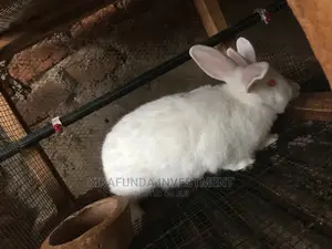 2 Weeks Pregnant Rabbits
