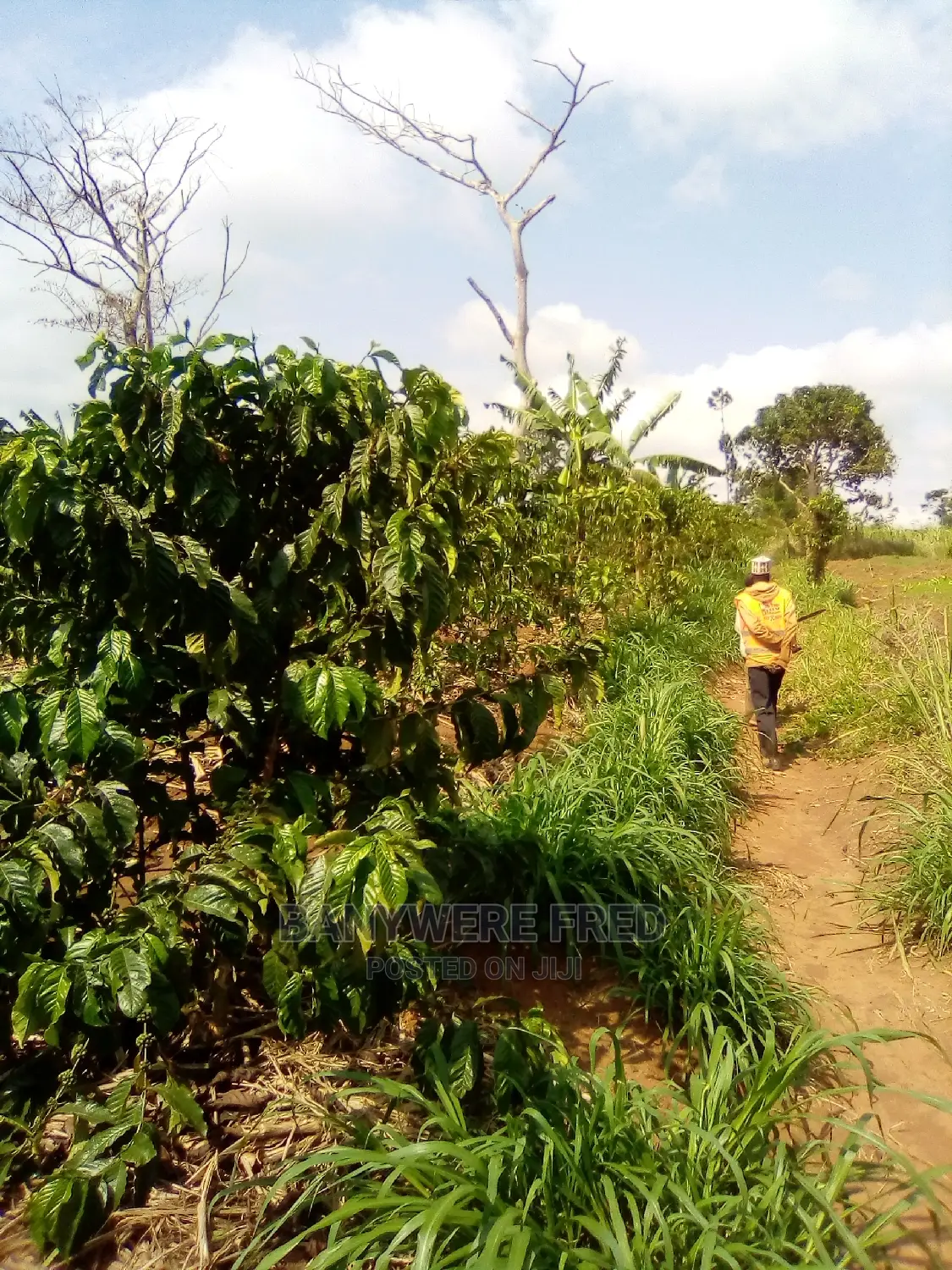 100 Acres in Nkokojeru Mukono