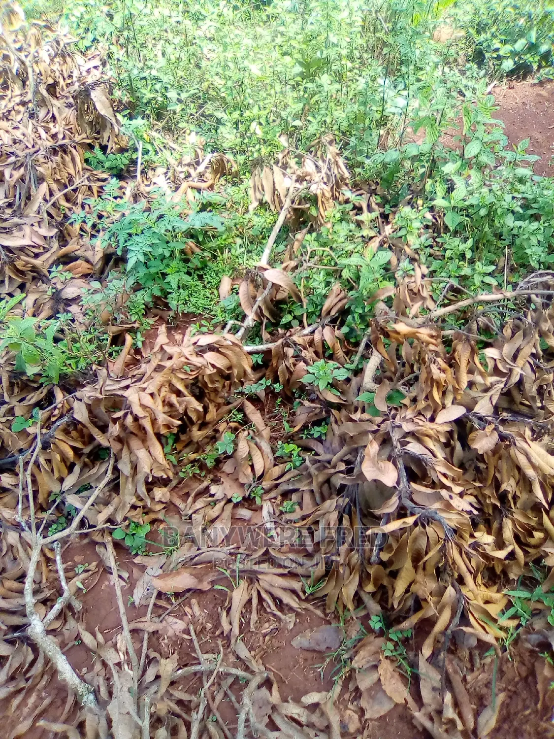 100/100 Plot for Sale in Kisoga Town