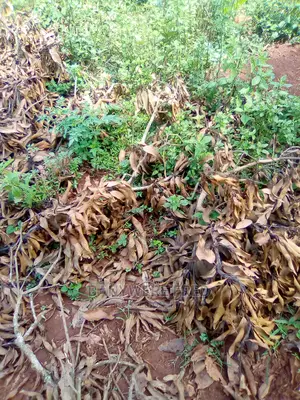 100/100 Plot for Sale in Kisoga Town