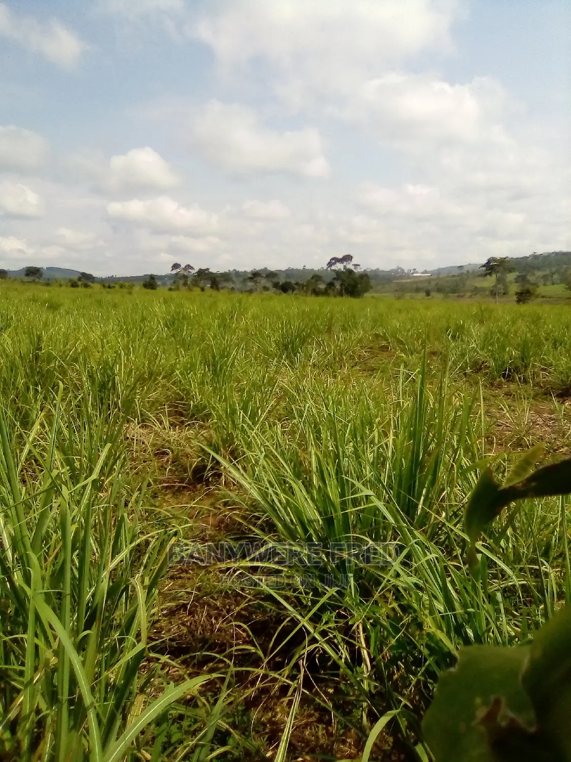 7acres of Farmland for Sale in Lutete
