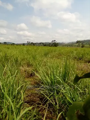7acres of Farmland for Sale in Lutete