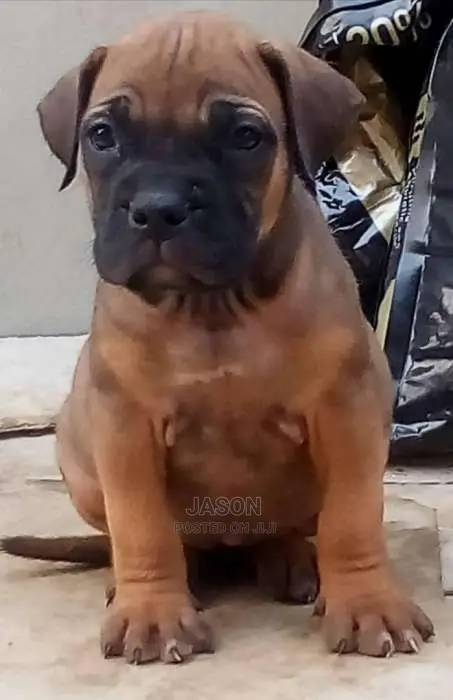 Original Breed Boerboel Puppies