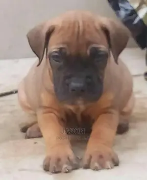 Original Breed Boerboel Puppies