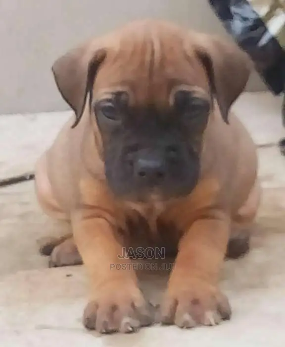 Original Breed Boerboel Puppies