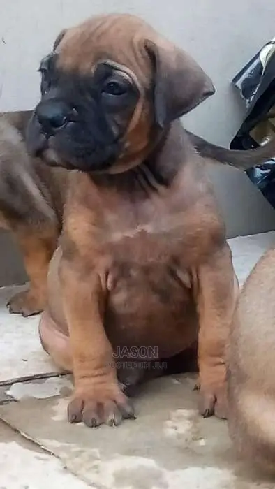 Original Breed Boerboel Puppies