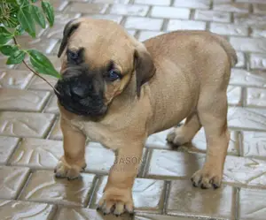 Original Breed Boerboel Puppies
