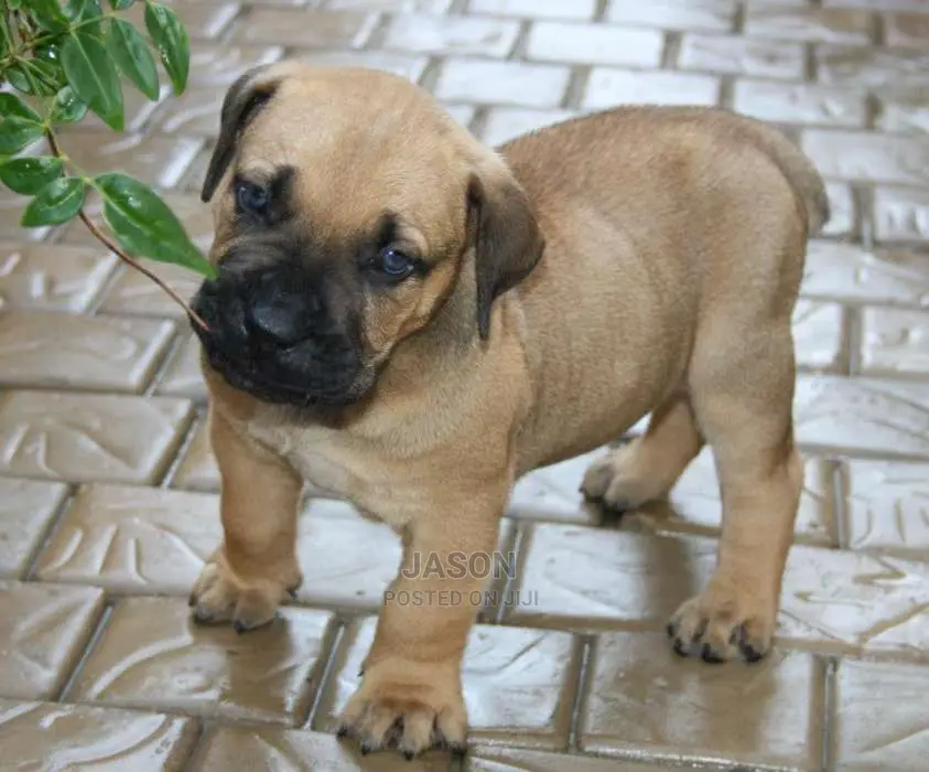Original Breed Boerboel Puppies