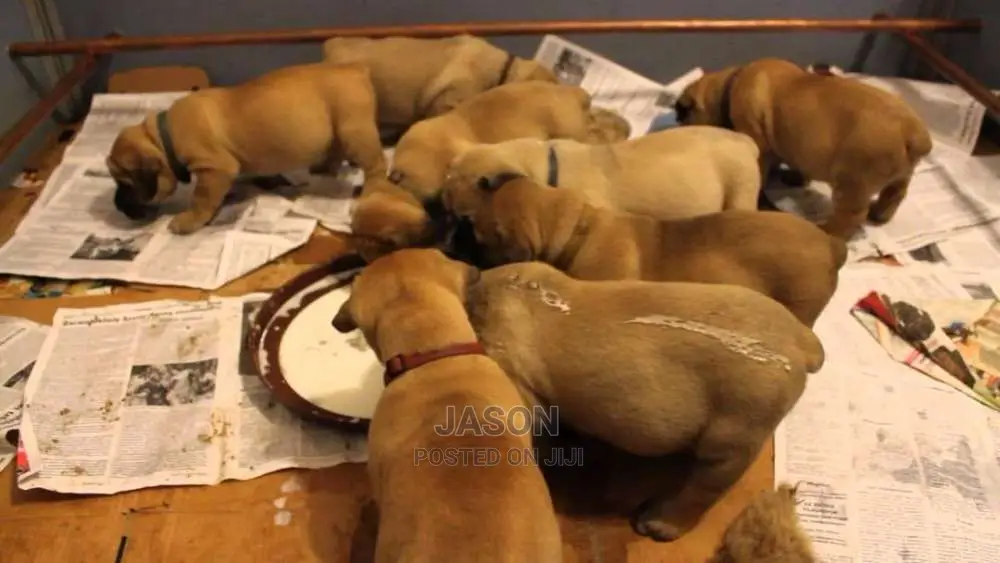 Original Breed Boerboel Puppies