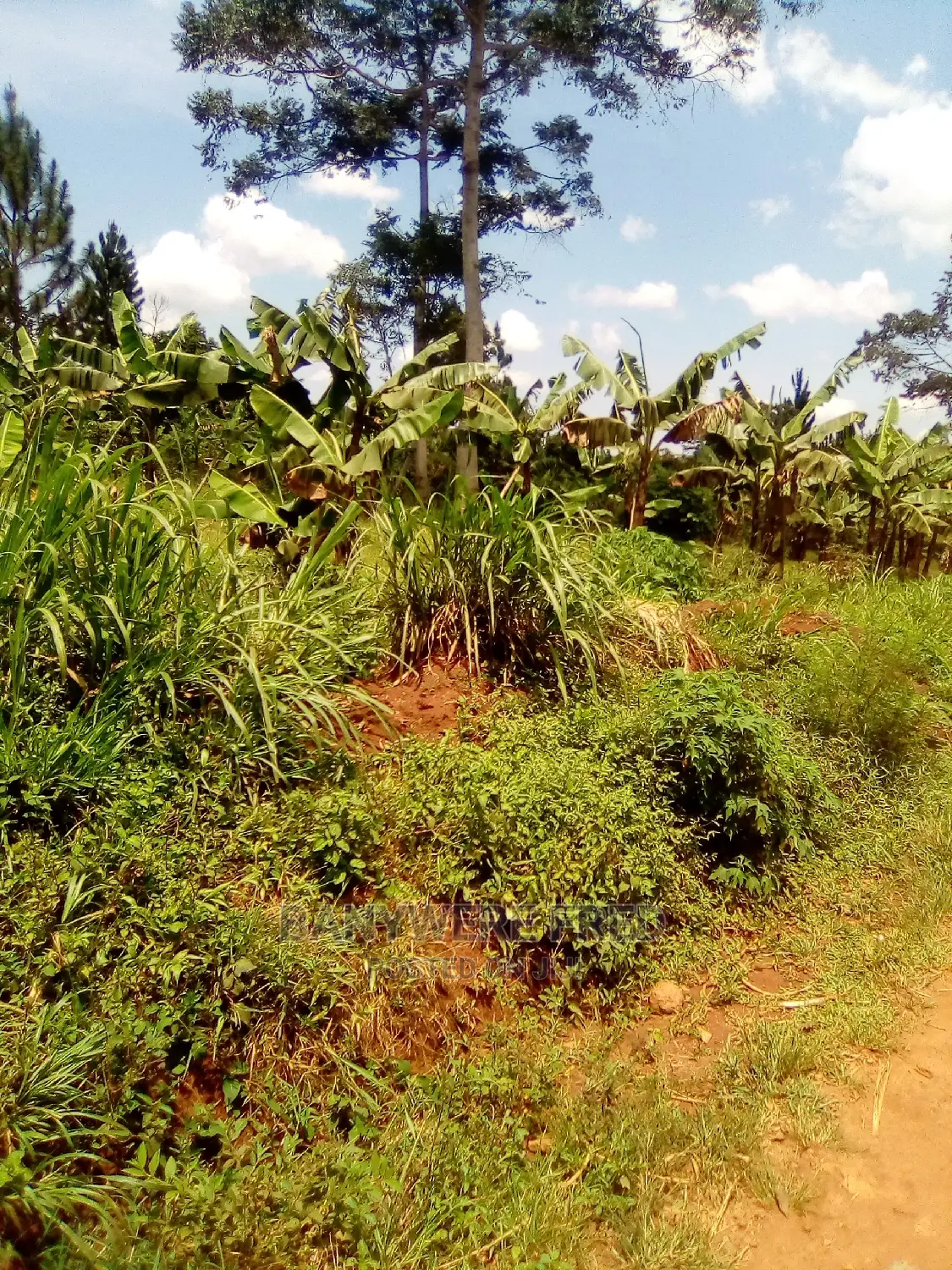 12 Acree of Farmland in Nkokonjeru