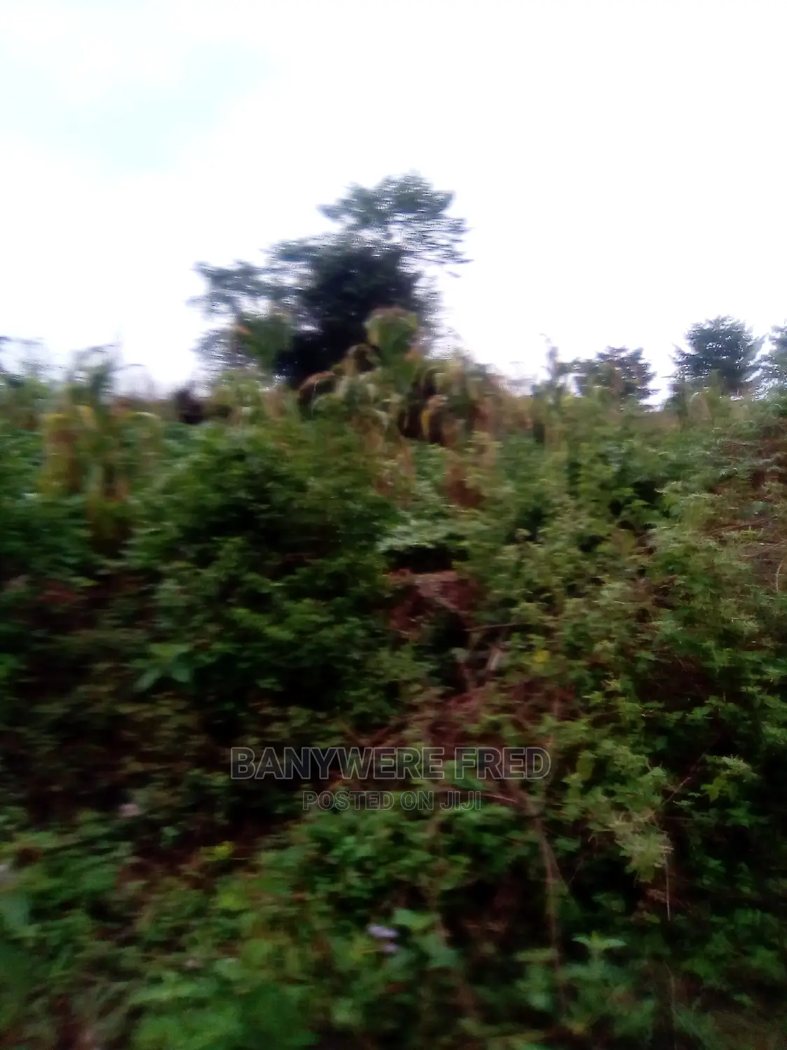 10acres of Farmland for Sale in Kasawo