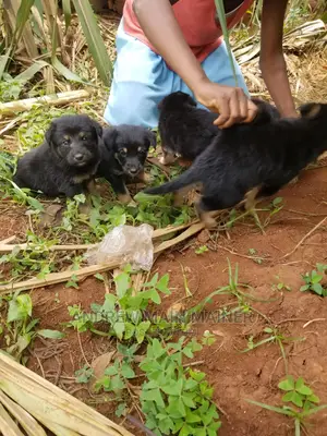 1-3 months Female Mixed Breed German Shepherd